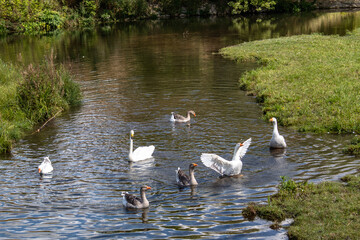 
lovely white swans