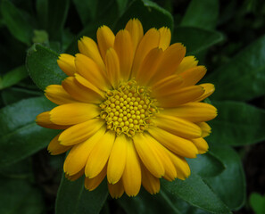 perennial sunflower lemon queen flower yellow with green leaves background 