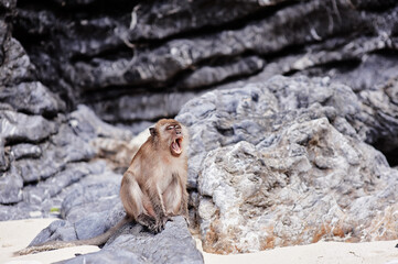 Angry macaque monkey on the rock sand beach.
