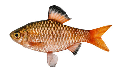 Fiery barbus fish isolated on white background