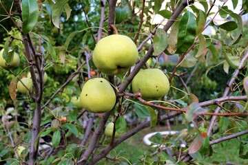 Ripening ripe beautiful juicy fruit pears on a branch, pear tree in the garden. Selective focus. It is called "Armut Agaci" in Turkish.