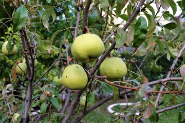 Ripening ripe beautiful juicy fruit pears on a branch, pear tree in the garden. Selective focus. It is called 