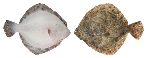 Turbot fish isolated on white background. Bottom fish swims sideways. Photo from both sides