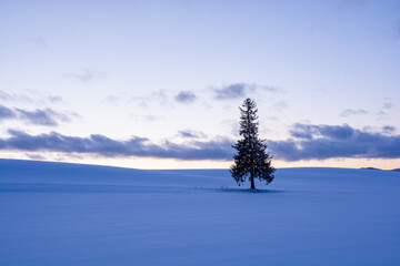 美しい夕暮れの空と雪原に立つマツの木　美瑛町
