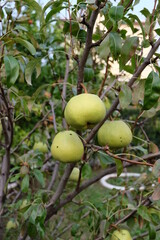 Ripening ripe beautiful juicy fruit pears on a branch, pear tree in the garden. Selective focus. It is called 