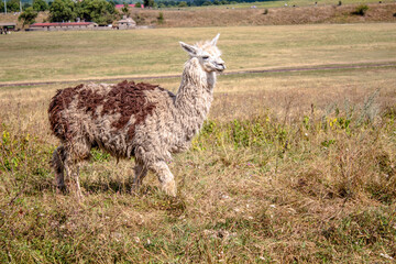 Fototapeta premium walking llama