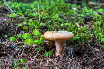 Lactarius Deterrimus