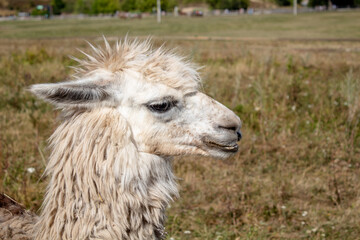 Obraz premium funny portrait of a llama with a mohawk on his head