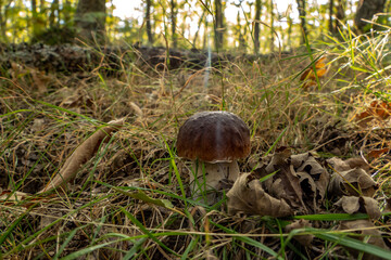 aromas de otoño a seta boletus edulis 