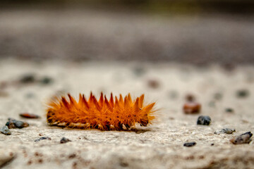 
orange furry caterpillar