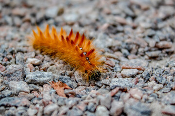 
orange furry caterpillar