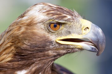close up of a eagle