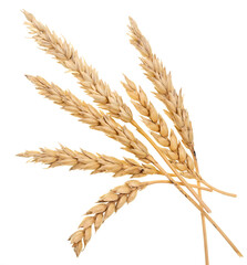 Wheat on white