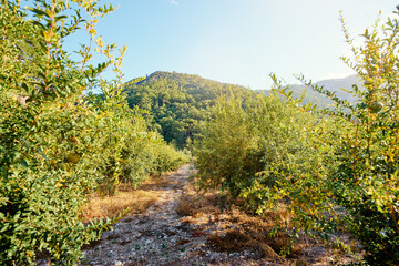 Fototapeta na wymiar Beautiful landscape with pomegranate garden and mountains.