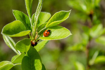 
spring in the forest, ladybug on a juicy green leaf