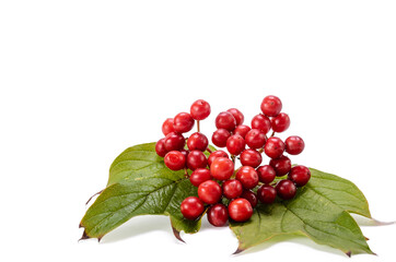 fruits of viburnum