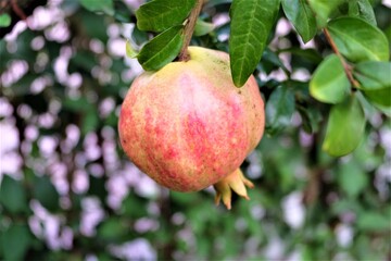 Ripe pomegranate fruit on tree branch in the garden. Colorful image with place for text, close up. Israeli New Year symbol. ripening on the tree with green leaves. It is called 