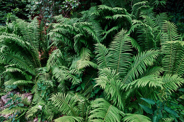 Bushes of green fern in forest.