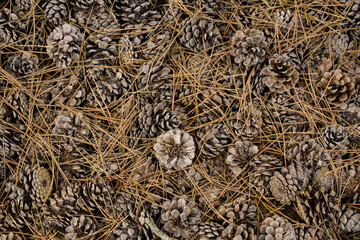 Pine needles and cones on the surface texture background