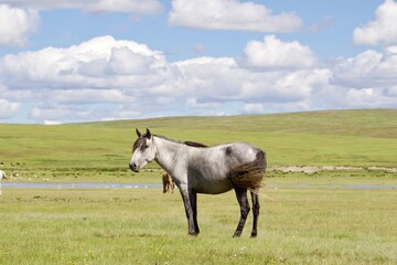 horse in the meadow, Mongolia 