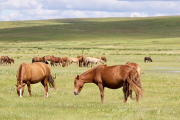 Naklejka na ściany i meble herd of horses in the green land of Mongolia 