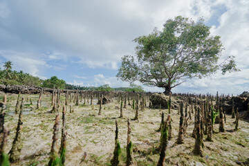Fototapeta premium Seascape with mangrove trees on low tide beach.