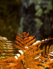 branch of red autumn fern on a dark background