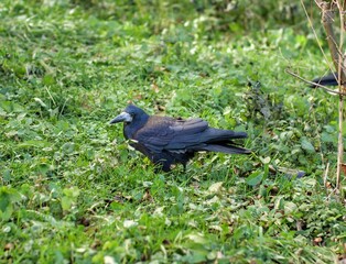 crow on the grass