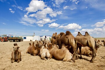 camels in the desert