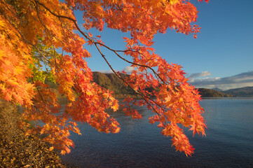 Obraz na płótnie Canvas autumn tree on a lake