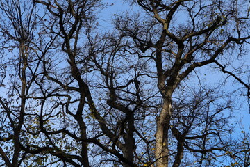 Wald, Baum, Himmel, Winter, Zweige