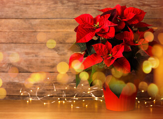Red poinsettia with fairy lights on table, bokeh effect. Christmas traditional flower