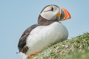Rookery of North Atlantic puffins at Faroe island Mykines, late summer time, closeup, details