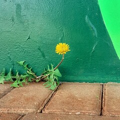 Flower on the wall