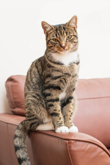Brown stripey domestic Tabby cat looking to camera whilst sitting on the arm rest of a sofa.