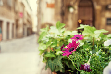 Fototapeta na wymiar Pot with flowers on the street of old europian town.