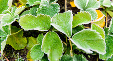 strawberries grow in the garden on the ground