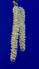 Hazel catkins, (Corylus avellana), Cornwall, England, UK.
