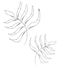 Leaves are black and white. Sketch, paint, image of the leaves. Abstract illustration