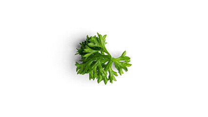 Greenery. Sprigs of curled parsley on a white background. Macro photo. High quality photo
