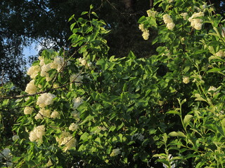 Fototapeta premium tree in the garden