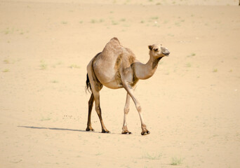 The camels 