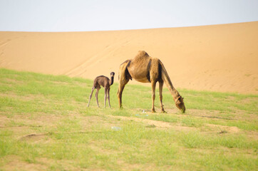The camels 