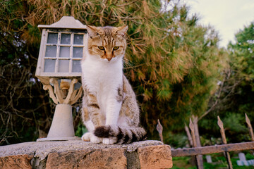 Cute cat sitting on the fence in the park.