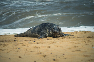 Seals in Horsey Gap, Norfolk, UK. Photographed in April  2017