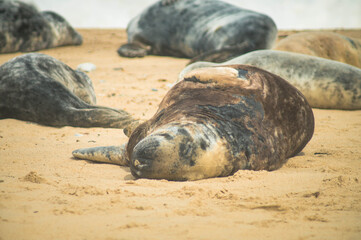 Seals in Horsey Gap, Norfolk, UK. Photographed in April  2017