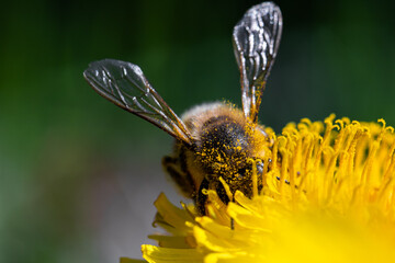 Pollen (6469)