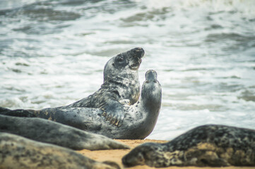 Seals in Horsey Gap, Norfolk, UK. Photographed in April  2017