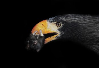 black tailed eagle