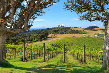 A vineyard on sunny Waiheke Island, New Zealand. The island is home to many winemakers